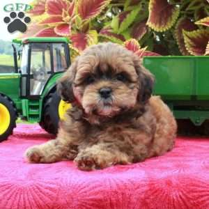 Scarlet, Shih-Poo Puppy