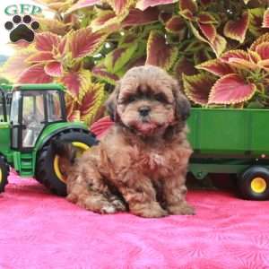 Scarlet, Shih-Poo Puppy