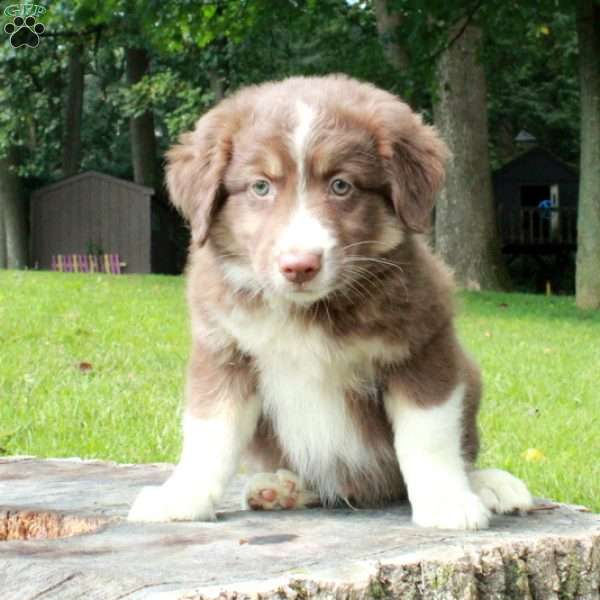 Scooby, Australian Shepherd Puppy