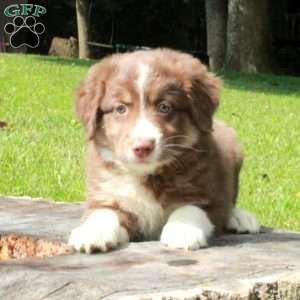 Scooby, Australian Shepherd Puppy