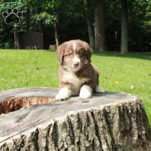 Scooby, Australian Shepherd Puppy