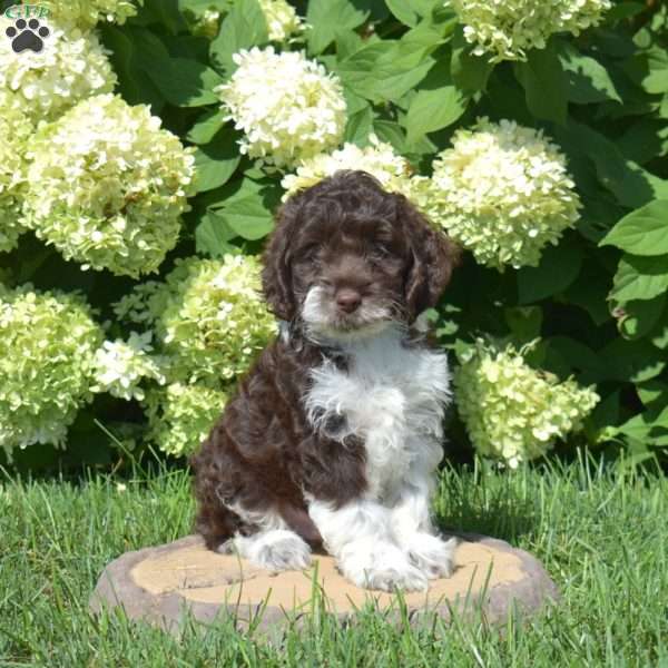 Scoops, Cockapoo Puppy