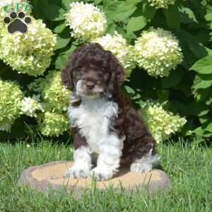 Scoops, Cockapoo Puppy