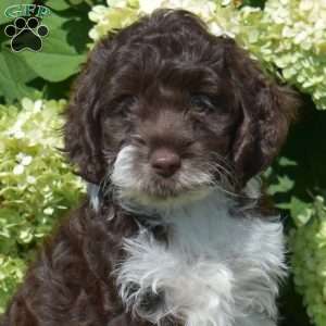 Scoops, Cockapoo Puppy