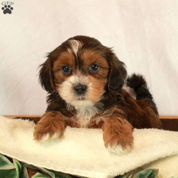 Scooter, Shih-Poo Puppy