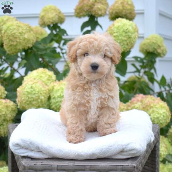Scooter, Maltipoo Puppy