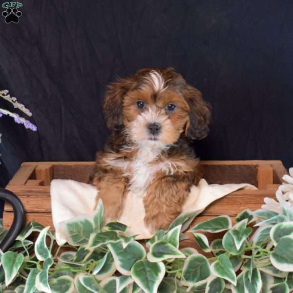 Scooter, Shih-Poo Puppy