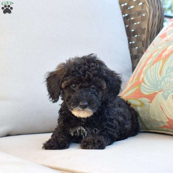Scooter, Miniature Poodle Puppy