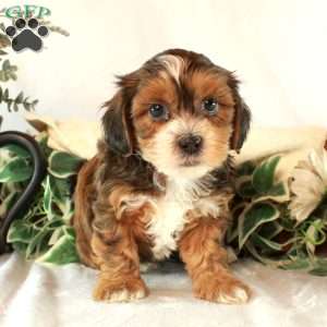Scooter, Shih-Poo Puppy