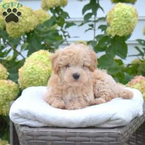 Scooter, Maltipoo Puppy