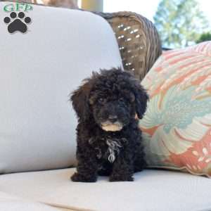 Scooter, Miniature Poodle Puppy