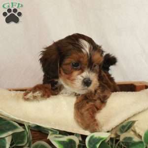 Scooter, Shih-Poo Puppy