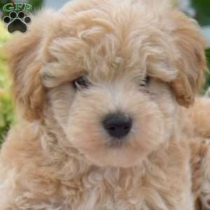 Scooter, Maltipoo Puppy