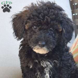 Scooter, Miniature Poodle Puppy