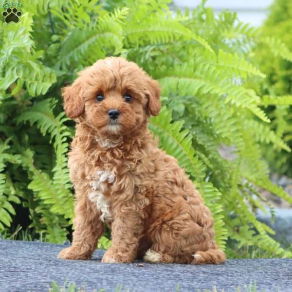 Scooter, Cavapoo Puppy
