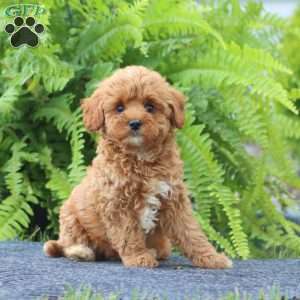 Scooter, Cavapoo Puppy