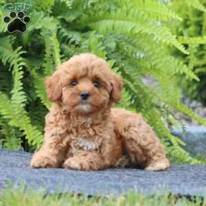 Scooter, Cavapoo Puppy