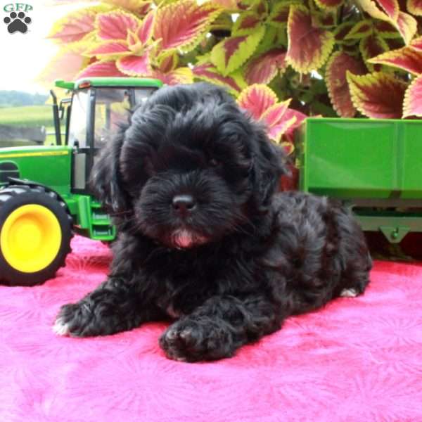 Scotty, Shih-Poo Puppy