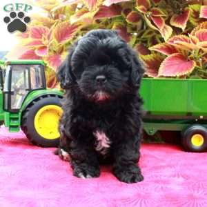 Scotty, Shih-Poo Puppy