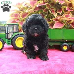 Scotty, Shih-Poo Puppy