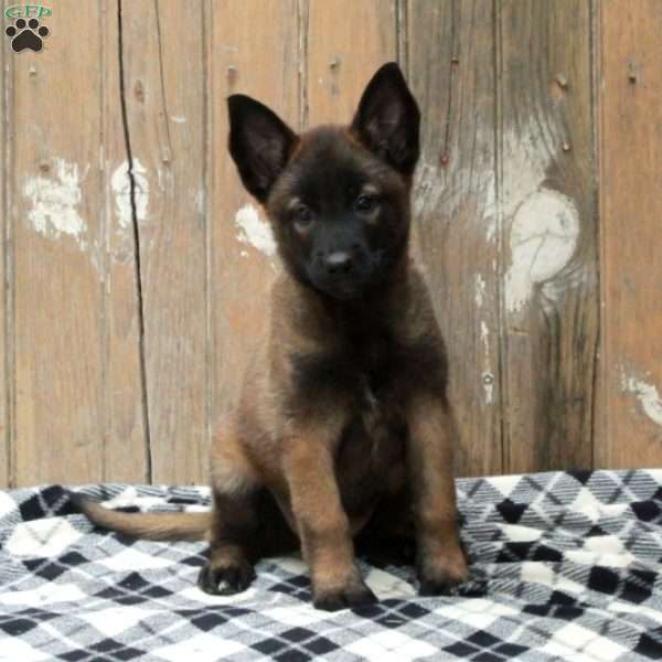 Scout, Belgian Malinois Puppy