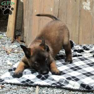 Scout, Belgian Malinois Puppy