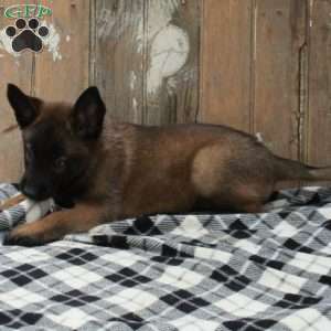 Scout, Belgian Malinois Puppy