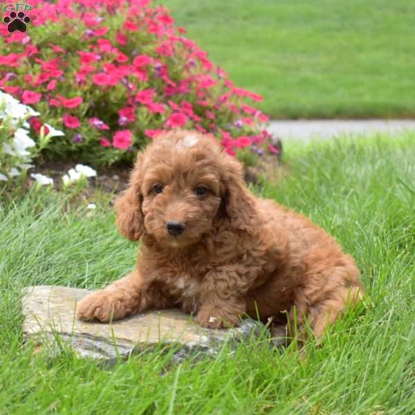 Scout, Mini Goldendoodle Puppy