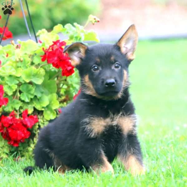 Scout, German Shepherd Puppy