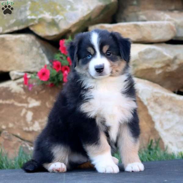 Scout, Miniature Australian Shepherd Puppy