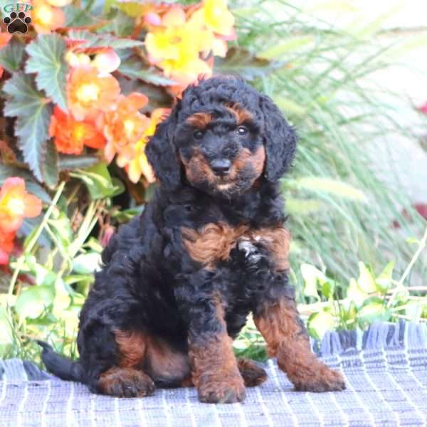Scout, Miniature Poodle Puppy