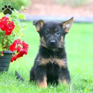 Scout, German Shepherd Puppy