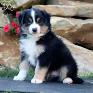 Scout, Miniature Australian Shepherd Puppy