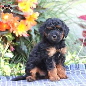 Scout, Miniature Poodle Puppy