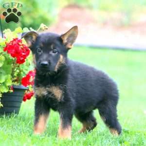 Scout, German Shepherd Puppy