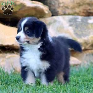Scout, Miniature Australian Shepherd Puppy