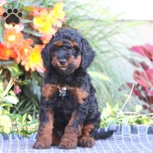 Scout, Miniature Poodle Puppy