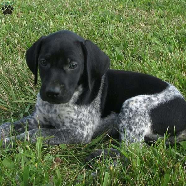 Scout, German Shorthaired Pointer Puppy