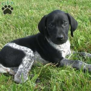 Scout, German Shorthaired Pointer Puppy