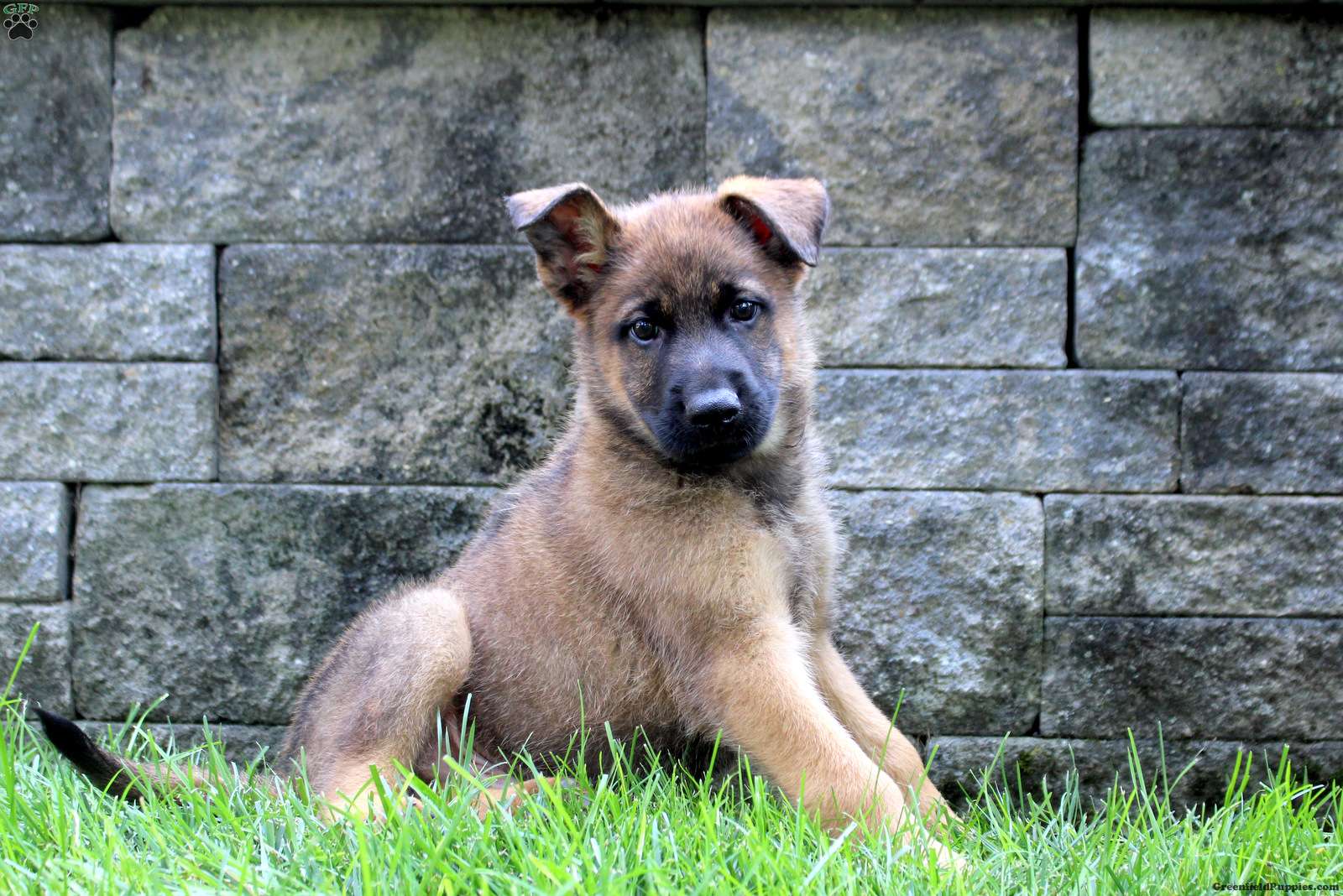 Sean (Mixed breed, Male) in Coatesville, PA