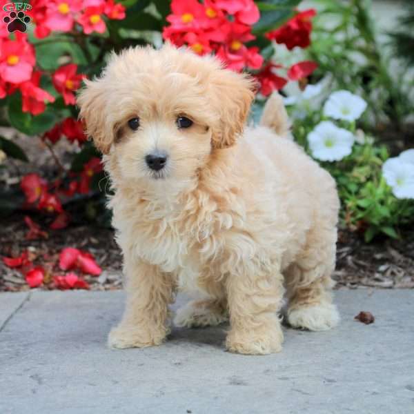 Sean, Maltipoo Puppy