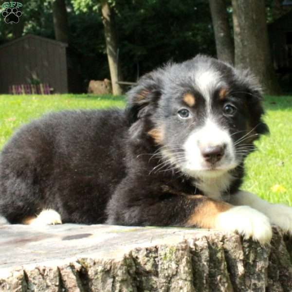 Sebastian, Australian Shepherd Puppy