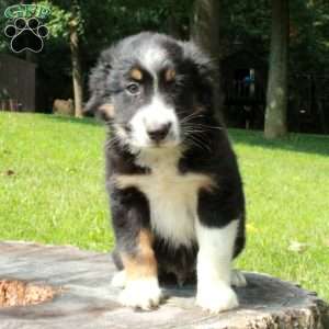 Sebastian, Australian Shepherd Puppy