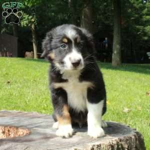 Sebastian, Australian Shepherd Puppy