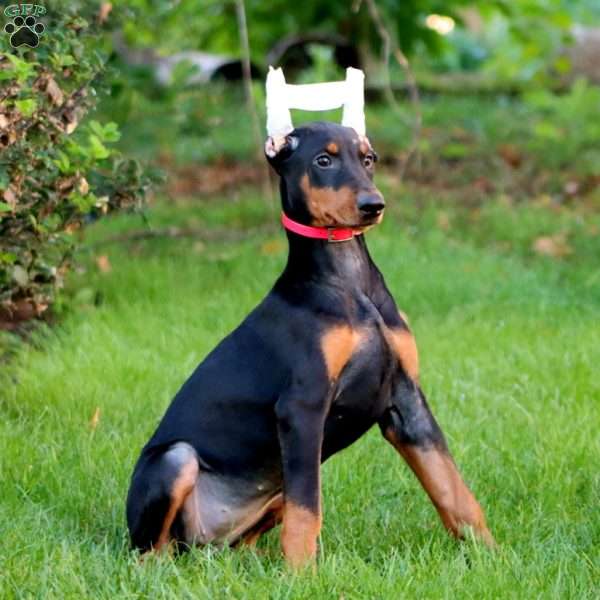 Sedona, Doberman Pinscher Puppy