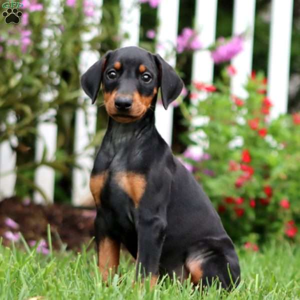 Sedona, Doberman Pinscher Puppy