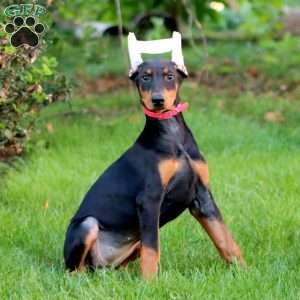 Sedona, Doberman Pinscher Puppy