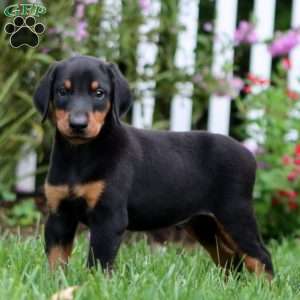 Sedona, Doberman Pinscher Puppy