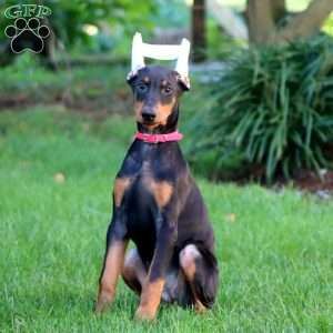 Sedona, Doberman Pinscher Puppy