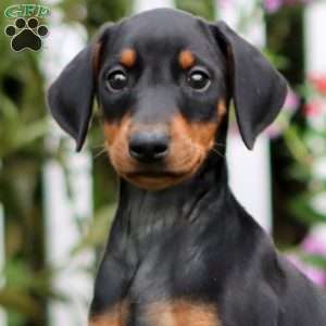Sedona, Doberman Pinscher Puppy